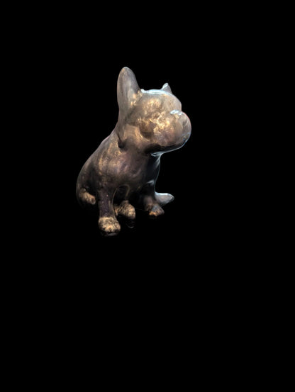 French Bull Dog