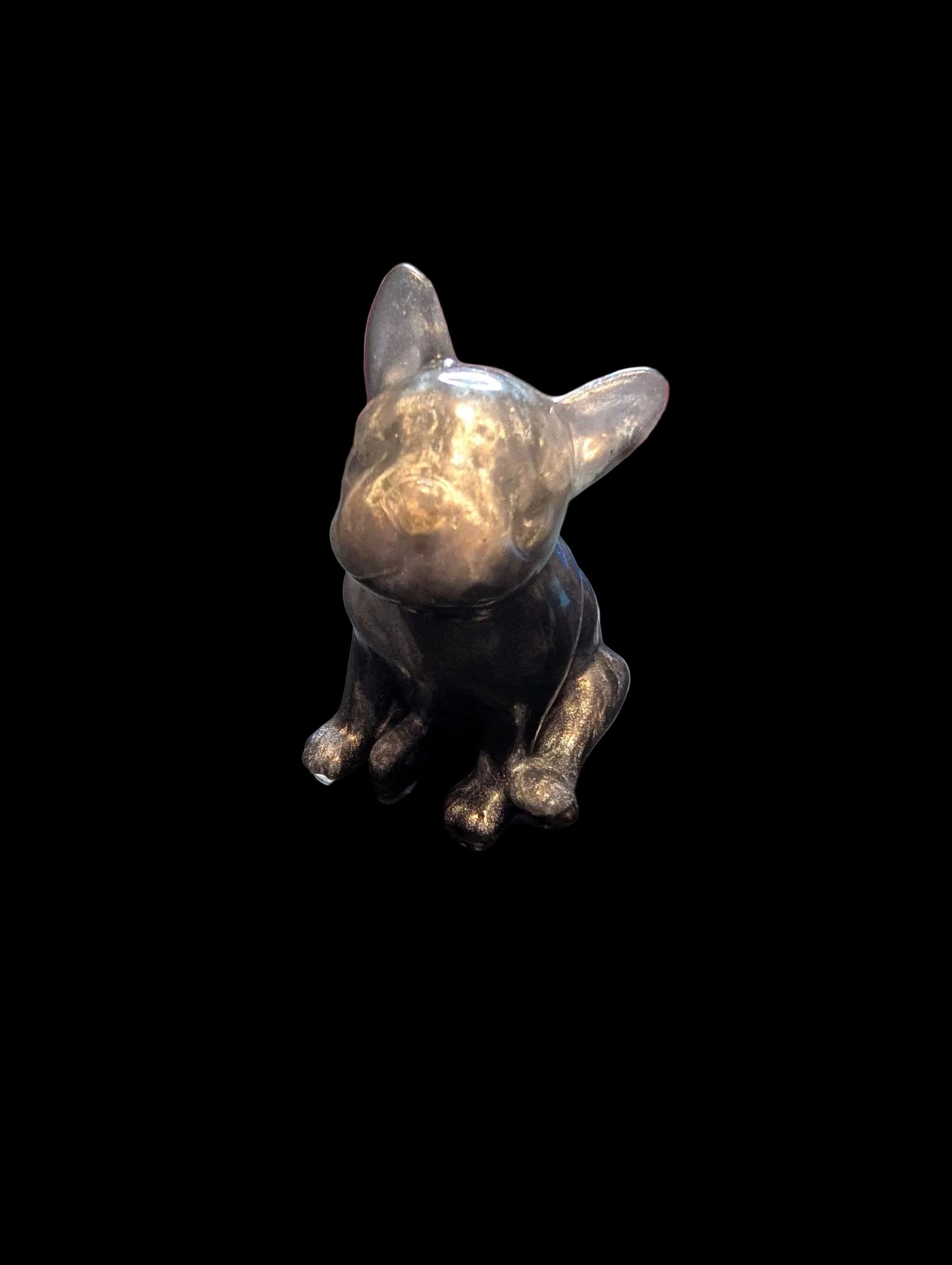 French Bull Dog