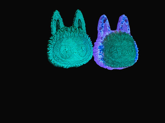 Labubu Head Keychain